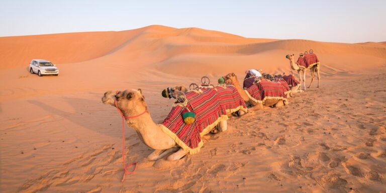 Camel Ride Desert Safari Dubai Best Desert Safari Dubai Tour